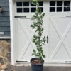 Kindred Spirit Hybrid Oak Tree 6ft