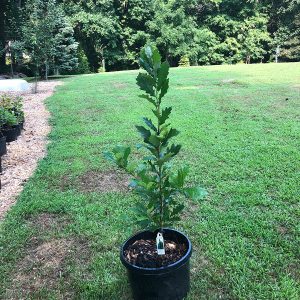 Kindred Spirit Hybrid Oak trees for sale