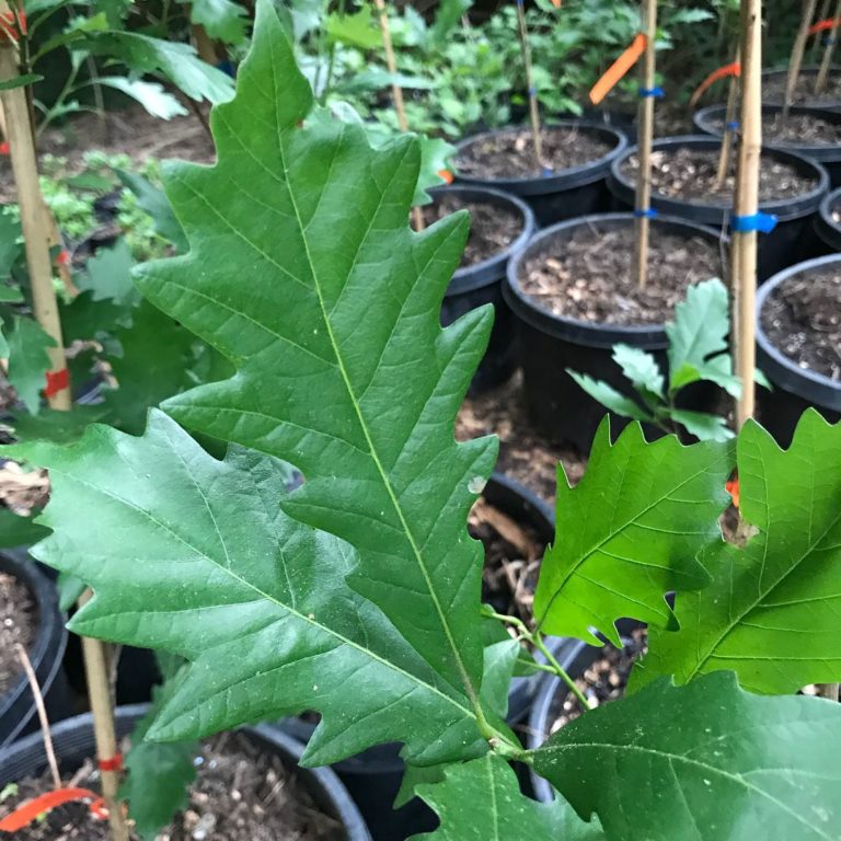 Kindred Spirit® Hybrid Oak Trees – Kindred Spirit® Hybrid Oak